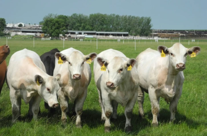 Quatre génisses rigoureusement identiques, créées par clonage, pâturent dans les champs le 16 juin 2014 dans un centre de génétique dans l'Iowa