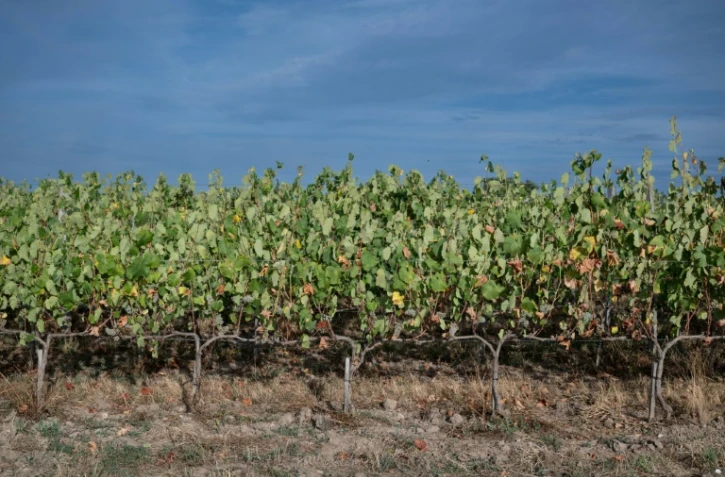 Les vignes de Marina et Loïc Fourrure à Theix-Noyalo, près de Vannes (Morbihan), le 24 août 2026