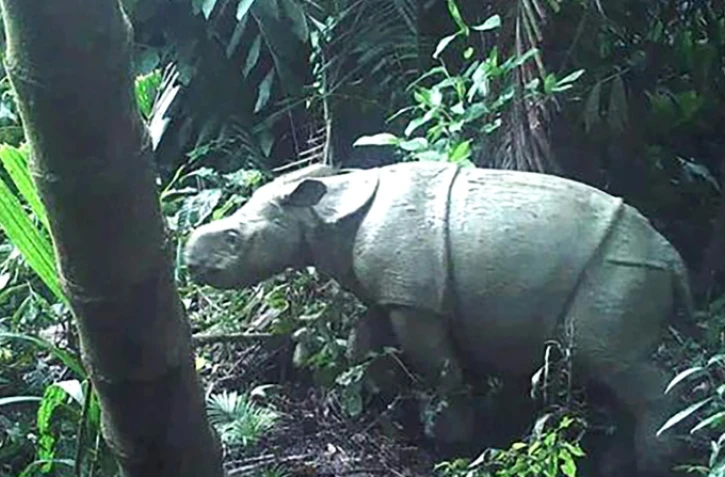 Un des deux jeunes rhinocéros de Java reperés par des caméras dans le Parc National Ujung Kulon en Indonésie, sur une photo fournie par le ministère de l'Environnement le 13 juin 2021