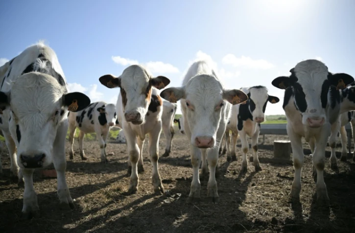 Des veaux à Saint-Martin-de-Varreville, dans le nord-ouest de la France, le 22 avril 2024