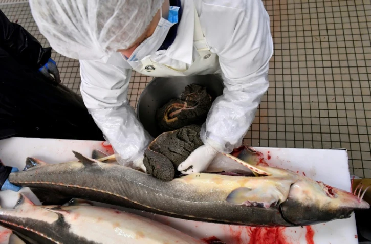 Première étape pour obtenir du caviar: un employé de Sturia extrait des gonades d'esturgeon à Saint-Genis-de-Saintonge, en Charente-Maritime, le 7 décembre 2016