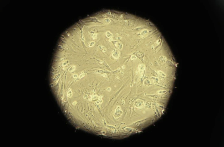 Des cellules souches embryonnaires sous l'oeil du microscope dans un laboratoire de Sao Paulo, au Brésil, le 5 mars 2008