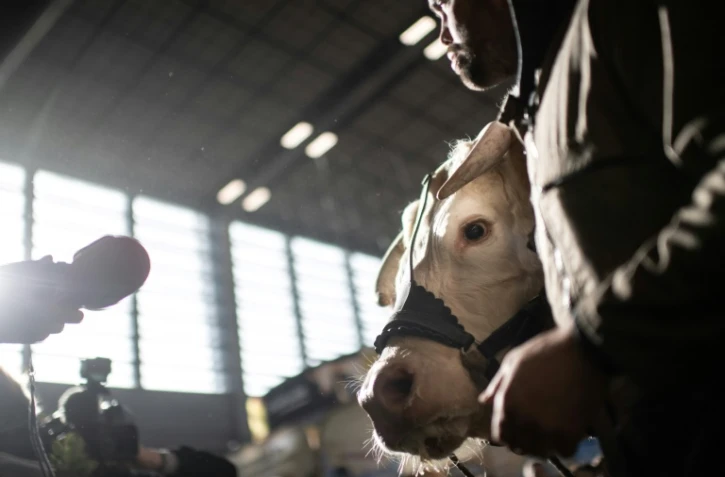 Présentation à la presse de la vache Ideale, au salon de l'agriculture le 21 février 2020 à Paris