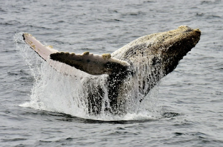 Baleine à bosse prise en photo au large d'Equateur, le 21 octobre 2015