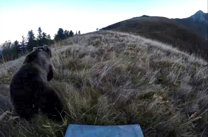 Lâcher d'une ours femelle dans le Béarn, le 5 octobre 2018
