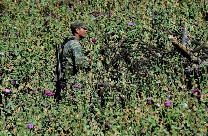 Un soldat mexicain arrache les pavots à opium dans un champ près de la localité de Surutato (état de Sinaloa), le 8 décembre 2016
