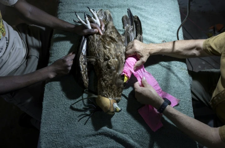 Le vétérinaire Simon Thomsett (d), directeur du sanctuaire de Soysambu, retire le bandage de l'aile blessée d'un aigle bateleur, le 18 avril 2024 à Nakuru, au Kenya