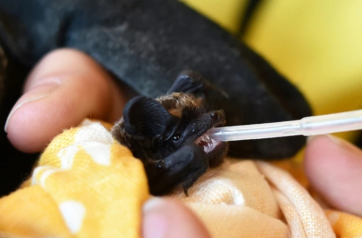 Un bénévole du centre Kojanopolis à Minsk fait boire une chauve-souris, le 23 mars 2019