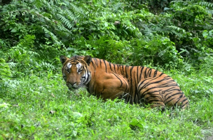 Un tigre royal du Bengale le 21 décembre 2014 dans le parc national de Kaziranga en Inde