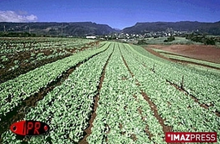 Cultures maraîchères