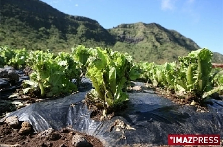 Mardi 10 Février 2009

L'exploitation maraîchère de Valérie Nourry