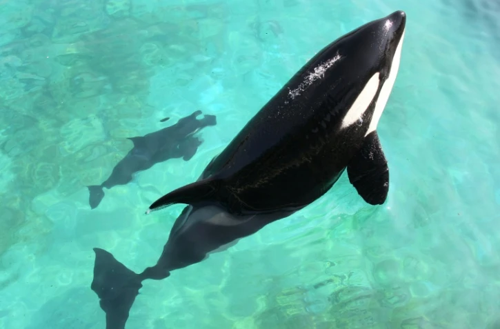 L'orque Wikie et son petit, le 19 avril 2011 au Marineland d'Antibes, dans les Alpes-Maritimes
