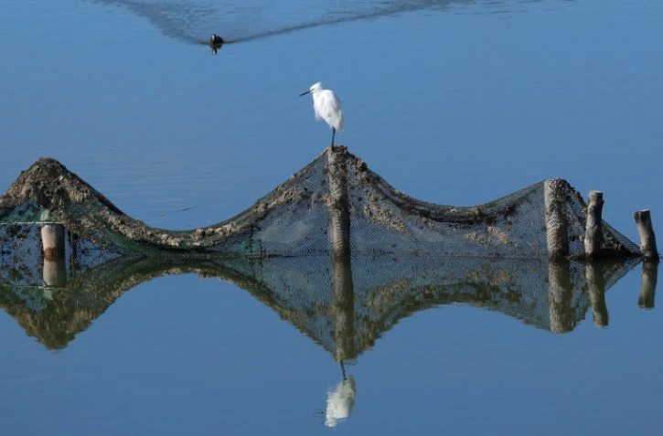 Une petite aigrette (egretta garzetta), perchée sur un poteau, pendant qu'une foulque eurasienne (Fulica atra) nage dans la lagune de Vain, près de Lezhé, le 13 mars 2024 en Albanie