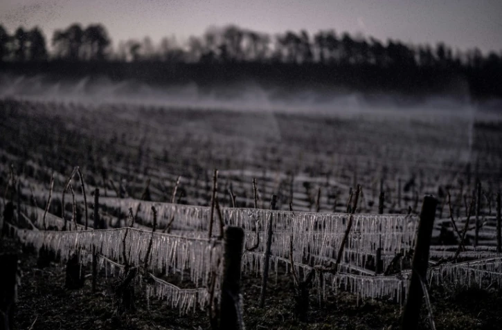 De l'eau est projetée sur des vignes de Chablis, dans l'Yonne, le 7 avril 2021, pour éviter qu'elles ne gèlent