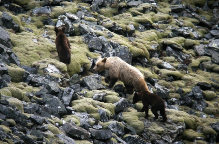 Photo diffusée par la Fundacion Oso Pardo montrant une famille d'ours dans le parc naturel de Somiedo, en Espagne, en juin 2019