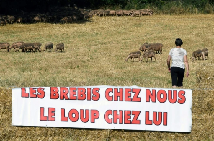 Rassemblement d'éleveurs contre le loup, en Aveyron, à Séverac-le-Château, le 5 août 2017