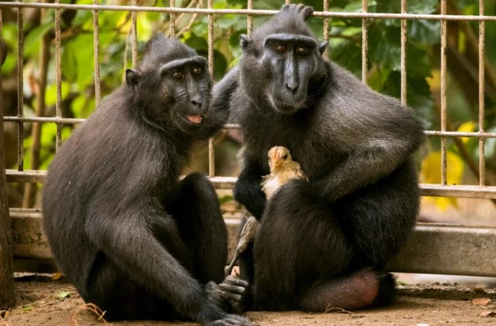 Niv, une macaque noire d'Indonésie, tient dans son giron un poulet qu?elle pouponne dans le safari de Ramat Gan, une banlieue de Tel-Aviv, le 25 août 2017