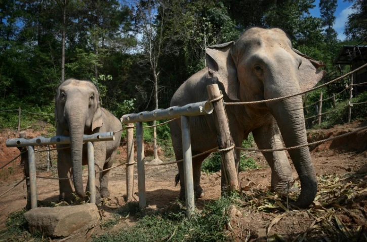 Deux éléphantes au "sanctuaire pour éléphants" de ChangChill, le 6 novembre 2019 près de Chiang Mai, en Thaïlande