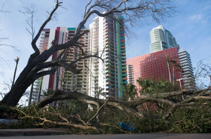 Un arbre abattu par l'ouragan Irma bloque une route dans le centre de Miami, le 11 septembre 2017