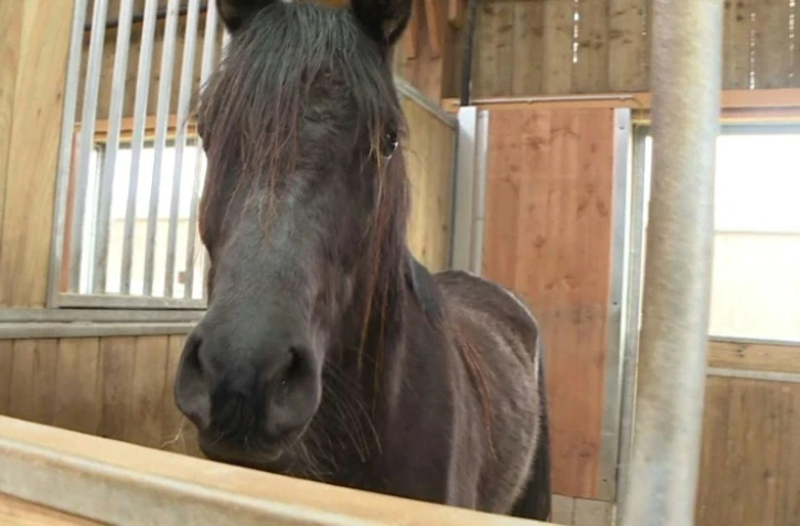 Capture d'écran d'une vidéo de l'AFPTV tournée le 15 mars 2019 au grand refuge pour équidés de la SPA Pervenchères, dans l'Orne