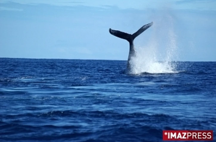 Photo Antoine Pillon
0692 94 98 01