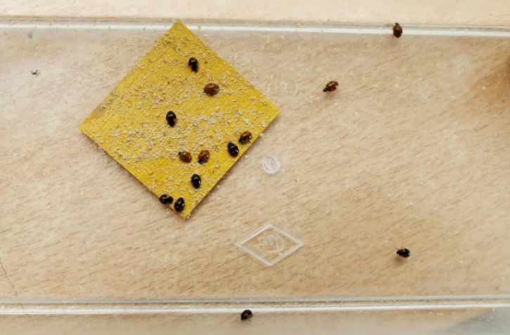 Sans attendre l'interdiction des pesticides dans les jardins privés en 2019, les jardiniers s'arrachent les coccinelles à Caen, le 12 mai 2017