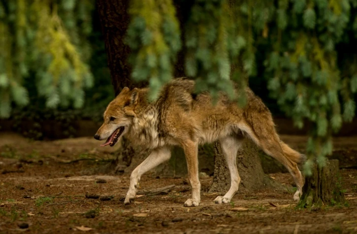 Un loup marche dans une forĂŞt du zoo Bourbansais, Ă Pleuguenec, en Ille-et-Vilaine, le 15 juillet 2015