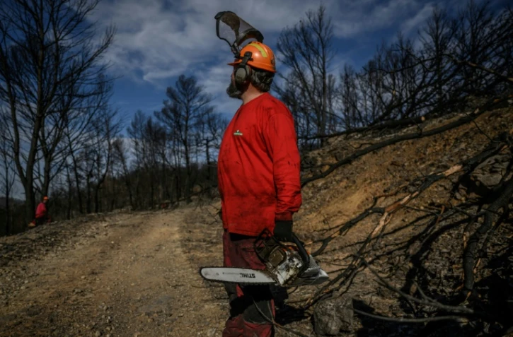 Un agent de l'ONF coupe des arbres tombés dans une zone forestière détruite par les incendies, à Coustouge, dans l'Aude, le 19 novembre 2025