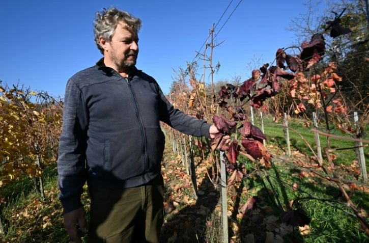 Le viticulteur hongrois Viktor Keszler montre sa vigne touchée par
l'épidémie de flavescence dorée qui menace la quasi-totalité des vignobles du pays, le 6 novembre 2025 à Zalaszentgrot, à environ 200 km à l'ouest de Budapest