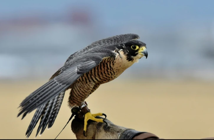 L'un des deux faucons pèlerins chargés d'éviter que des oiseaux n'entrent en collision avec des avions, le 29 janvier 2018 à l'aéroport de Mexico