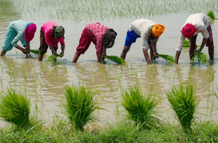 Des travailleurs plantent du riz dans les environs d'Amritsar, en Inde, le 19 juin 2023