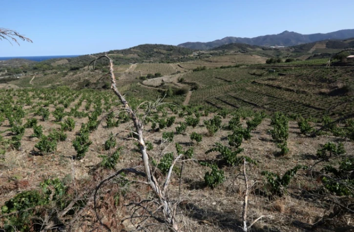 Le vignoble des Clos de Paulilles touché par la sécheresse, le 8 août 2023 à Port-Vendres, dans les Pyrénées-Orientales 