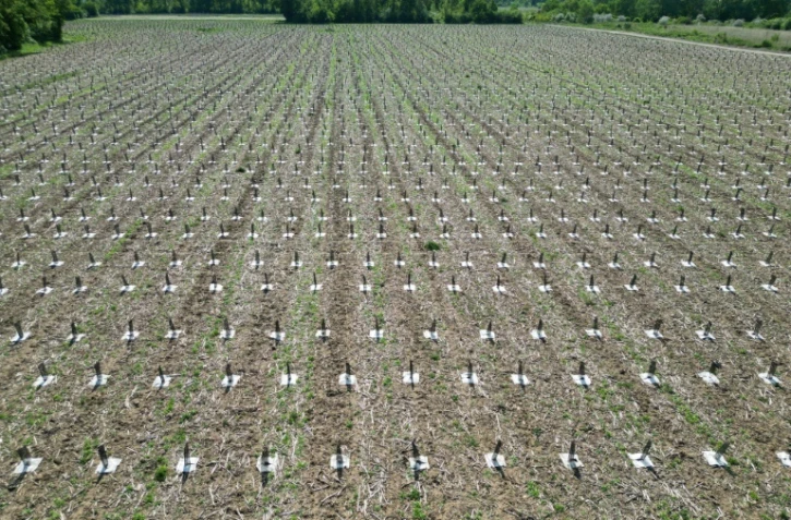 Vue aérienne de jeunes arbres,  plantés dans une ancienne plaine agricole aux sols pollués et  destinés à reboiser une zone appelée "La Forêt de Maubuisson" à Méry-sur-Oise, au nord-ouest de Paris, le 29 avril 2025