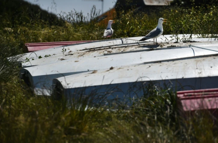 Des goélands posés sur des bateaux à terre, le 18 mai 2020 à l'école de voile des Glénans, au large de Fouesnant, dans le Finistère