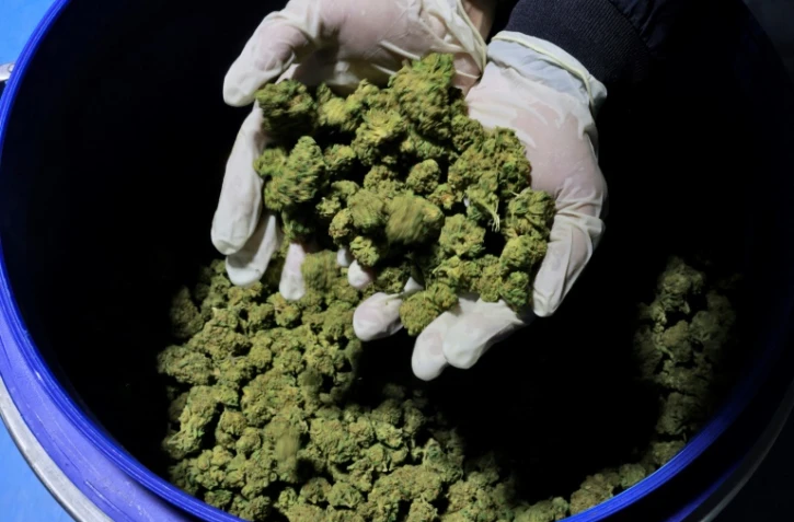 Des fleurs de cannabis dans la serre de l'entreprise de CBD thérapeutique, B.O.L Pharma, près de Moshav Yad Binyamin, le 1er février 2022 en Israël