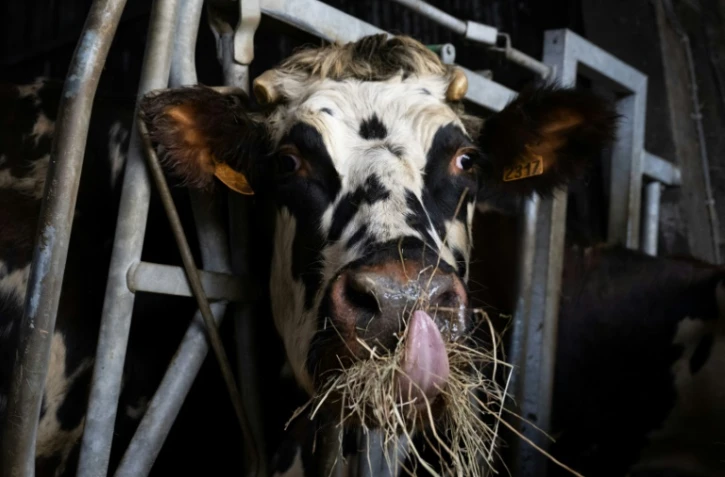 Une vache, à Briouze, le 24 novembre 2023