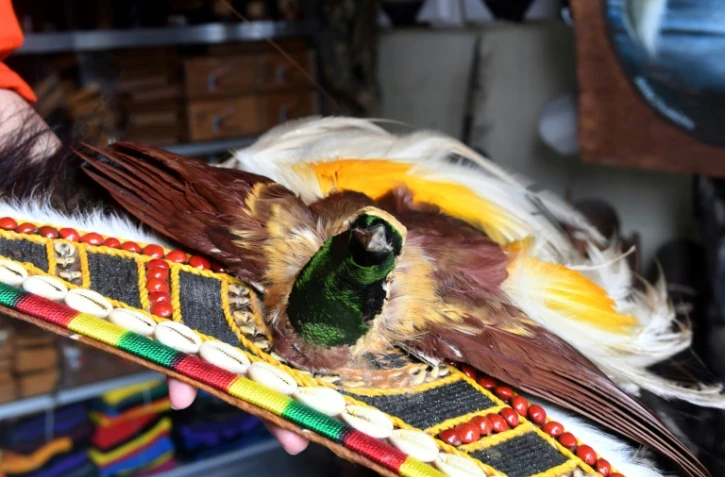 Un oiseau de Paradis, ou paradisier, espèce protégée en Papouasie, en vente dans un magasin de souvenirs à Sorong, en Indonésie (Papouasie occidentale), le 24 août 2017
