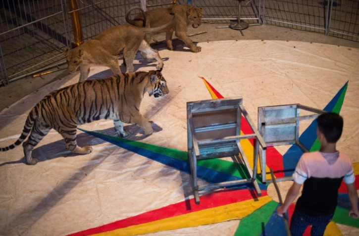 La présentation d'animaux sauvages dans les cirques itinérants va être progressivement interdite en France, ainsi que la reproduction et l'introduction de nouveaux orques et dauphins dans les trois delphinariums du pays