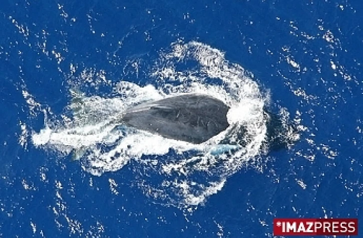 Baleine au large des côtes ouest