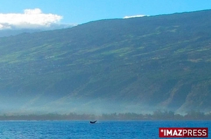 Jeudi 25 juin 2009 - 

Baleine en baie de Saint-Paul  (Photo Fanch Landron)