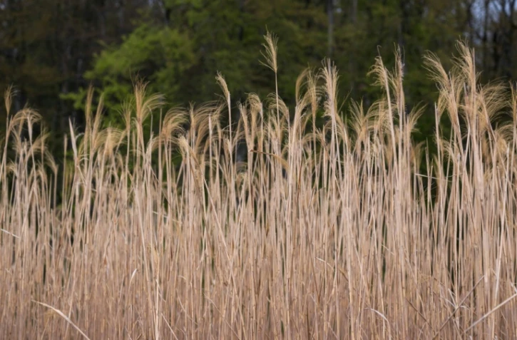 Un champ de miscanthus, le 21 avril 2023 Ă Bernwiller, dans le Haut-Rhin