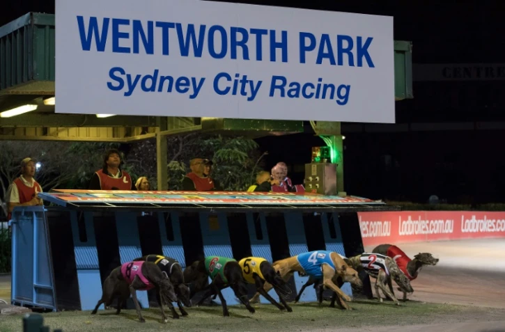 Une course de lévriers, le 21 août 2016 à Sydney