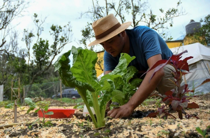 Erick Torres, éducateur pour une organisation internationale enseignant les techniques d'agriculture bio dans son potager à San Pedro Las Huertas, le 27 mai 2020 au Guatemala