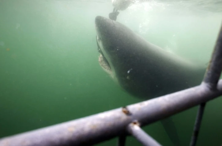 Un grand requin blanc à Gansbaii, dans le sud-ouest de l'Afrique du Sud, le 30 mars 2010