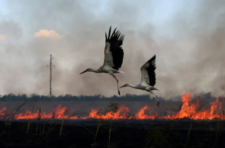 Des cigognes au dessus d'un champ en feu, près de champ en feu près de la ville de Snihurivka, dans la région de Mykolaïv, en Ukraine, le 4 juillet 2023