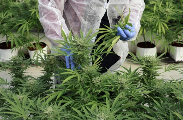 Un employé inspecte des plants de cannabis de l'entreprise de CBD thérapeutique, B.O.L Pharma, près de Moshav Yad Binyamin, le 1er février 2022 en Israël