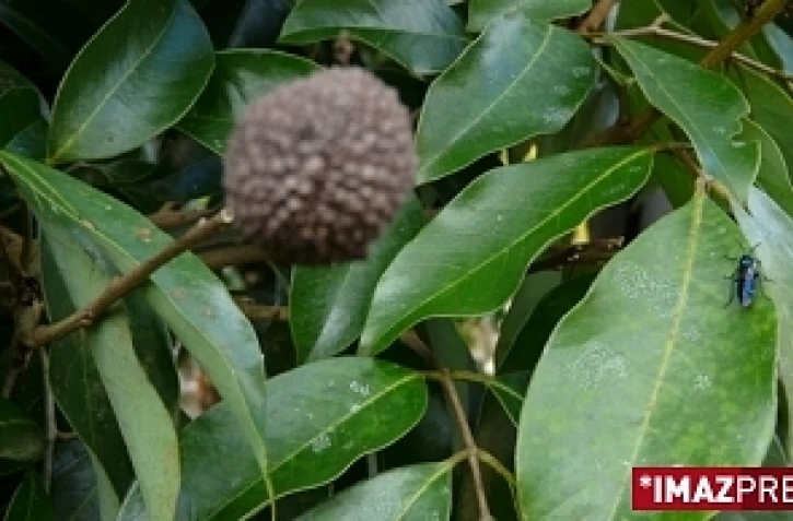 La mouche bleue a été introduite à La Réunion en 2007