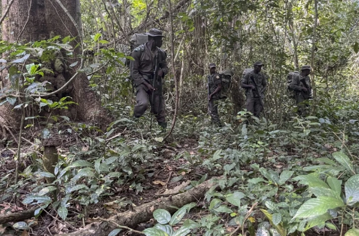 Des rangers de la fondation Africa Nature Investors s'entraînent à patrouiller dans la forêt d'Okomu, dans le sud-ouest du Nigeria, le 11 novembre 2025