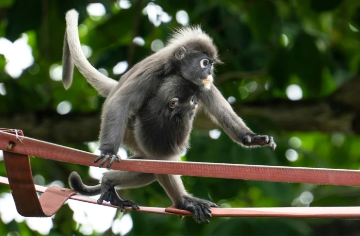 Deux singes angurs à lunettes sur une passerelle suspendue au-dessus de la route Lembah Permai dans le quartier de Tanjung Bungah, à George Town, sur l'île de Penang, le 9 avril 2026 en Malaisie