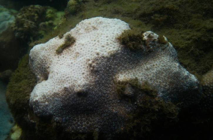 Photographie non datée, transmise par l'University of Technology de Sydney, montrant des coraux blanchis, dans la Baie de Sydney